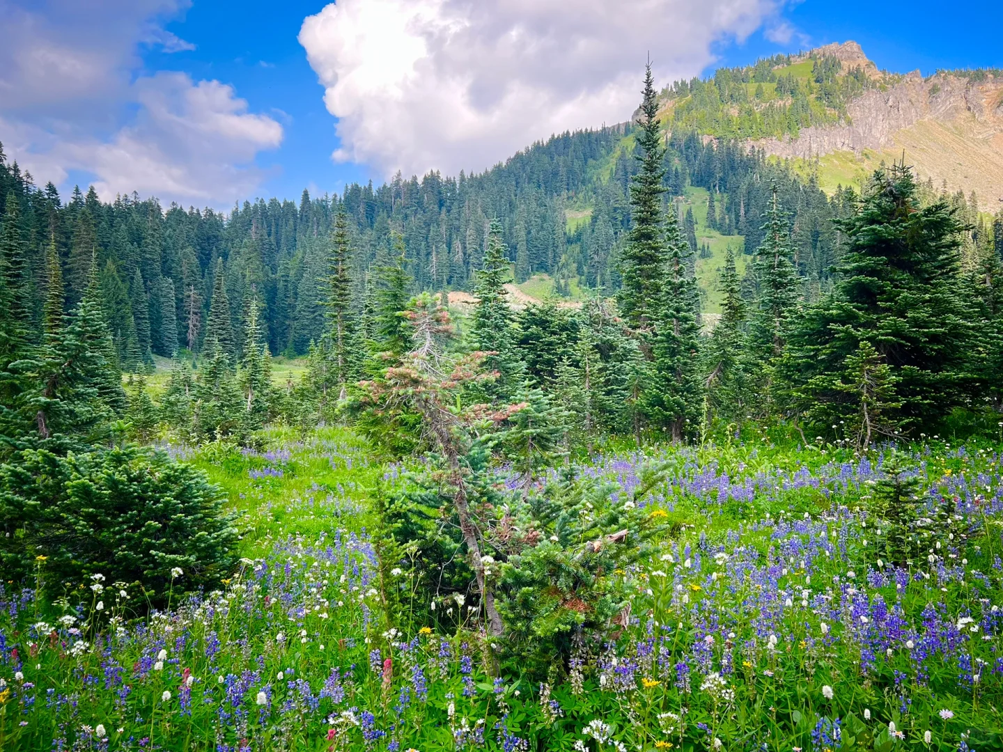 Seattle Area Gems | Naches Peak | Tipsoo Lake