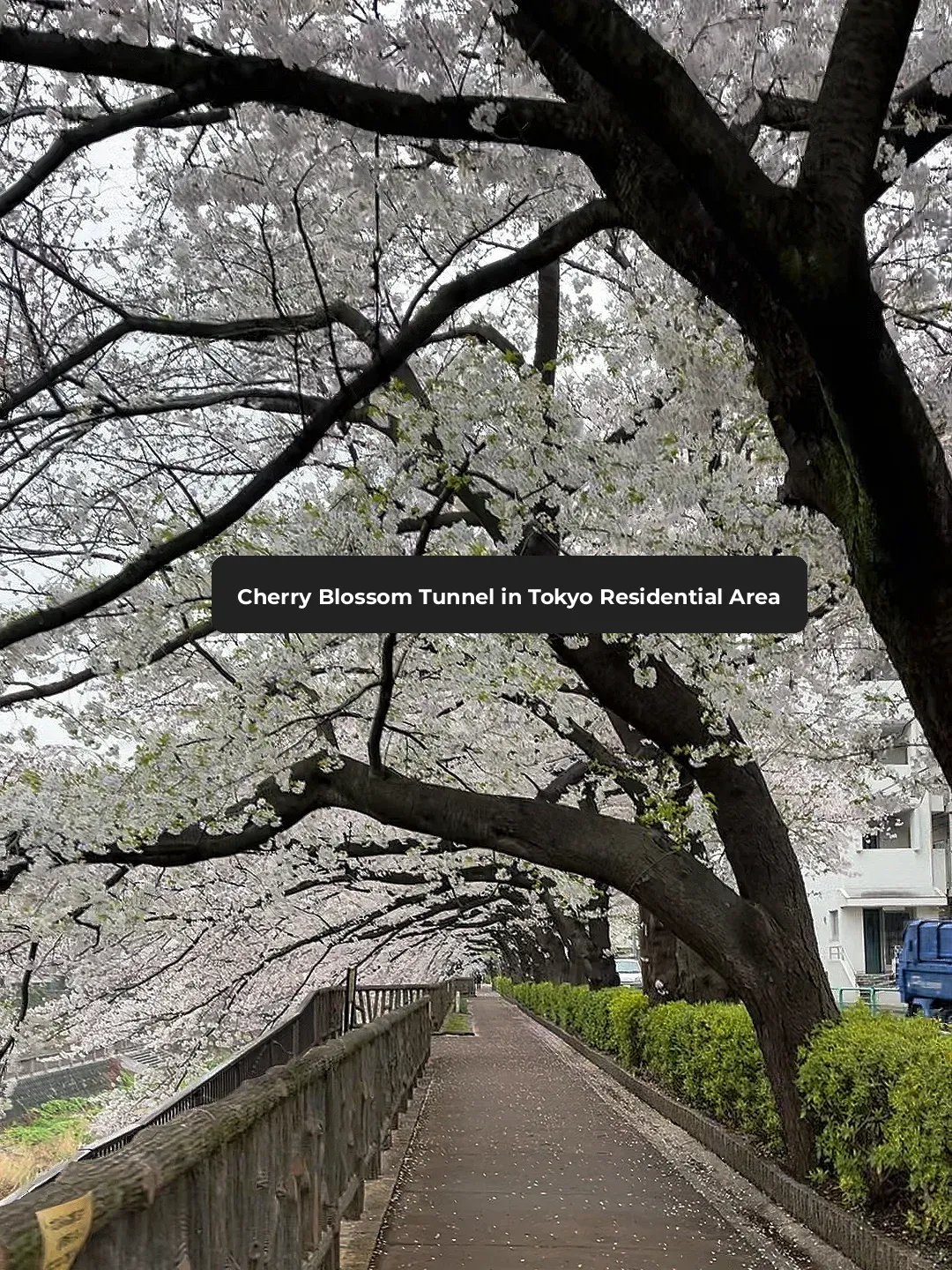 7 AM in Tokyo: The Best Cherry Blossoms 🌸 Are Actually in the Neighborhoods