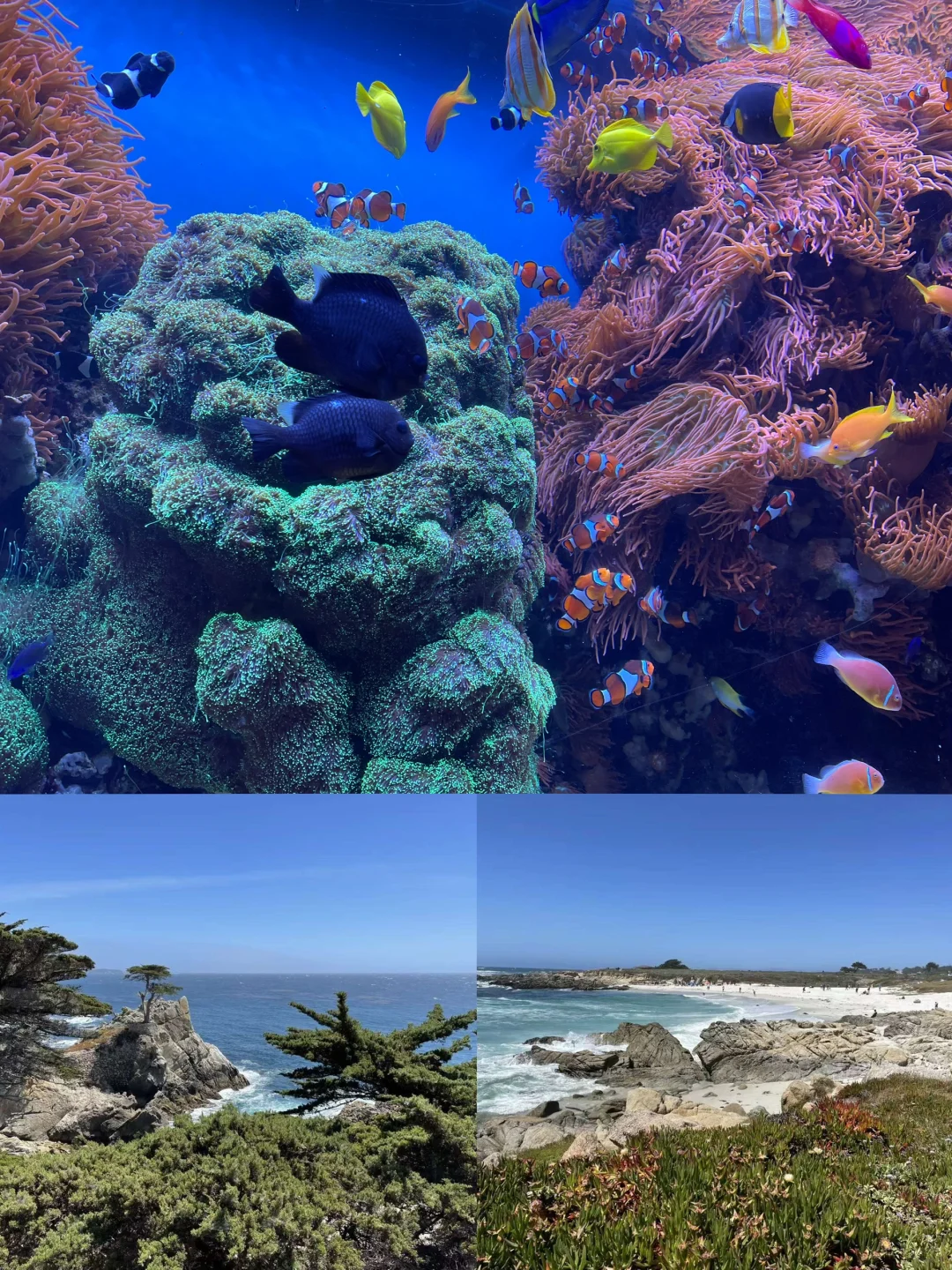 Ultimate Guide to a Relaxing Family Trip to Monterey with Toddlers