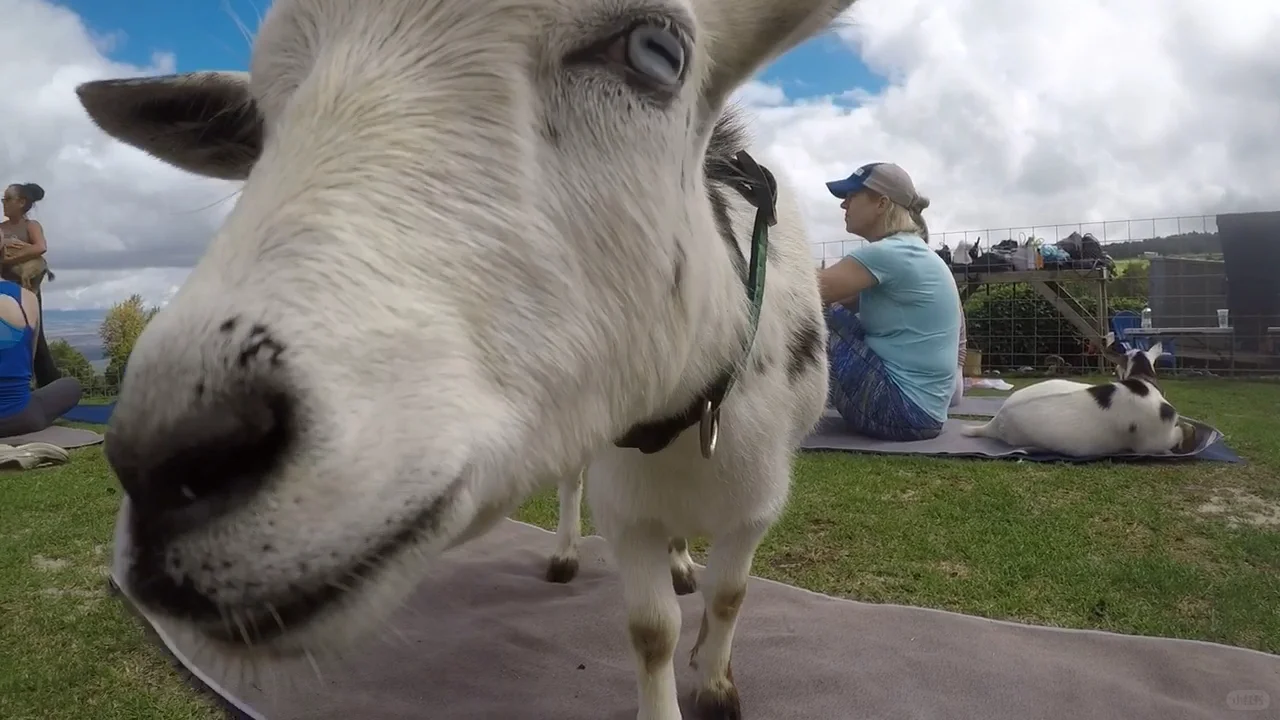 Doing Yoga with Baby Goats!