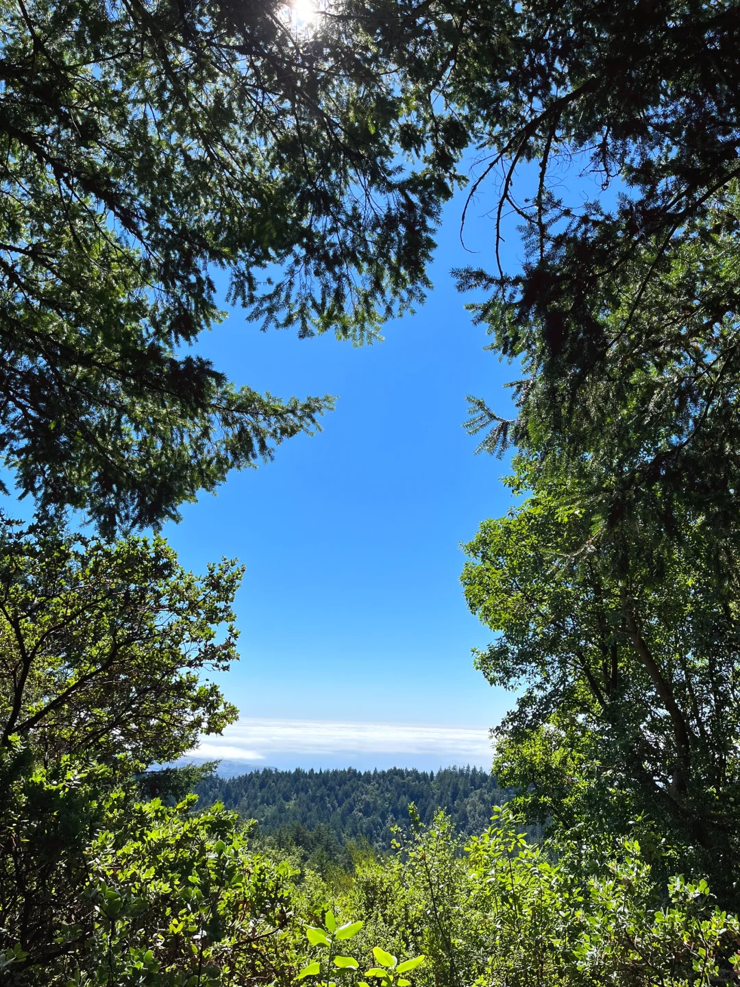 El Corte De Madera Oxygen Bar | Bay Area Hiking Guide