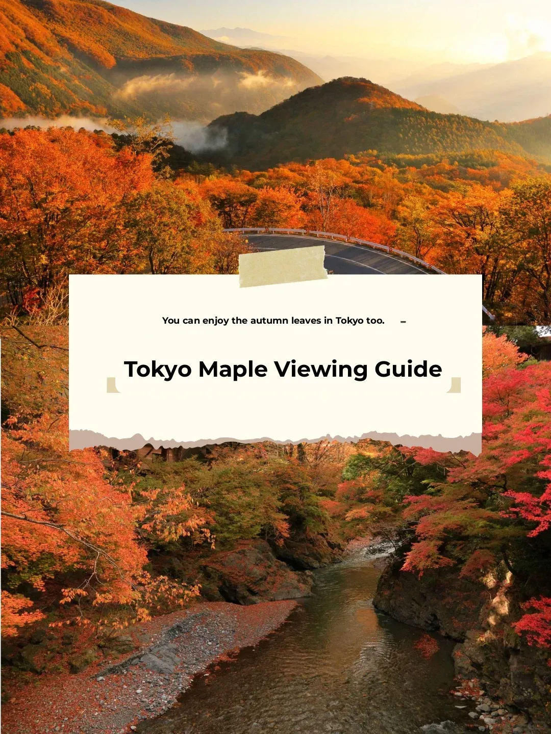 Welcome to Tokyo's Autumn! A Guide to Maple and Ginkgo Leaf Viewing Spots 🍁