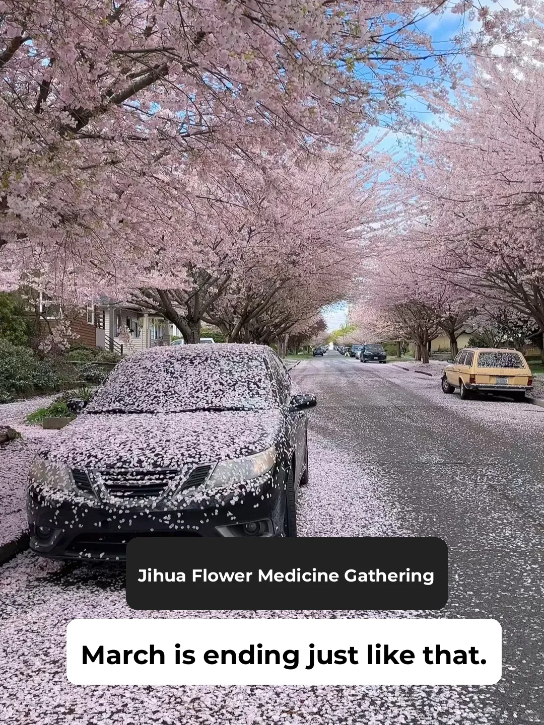 Cherry Blossom Shower in a Seattle Neighborhood 🌸