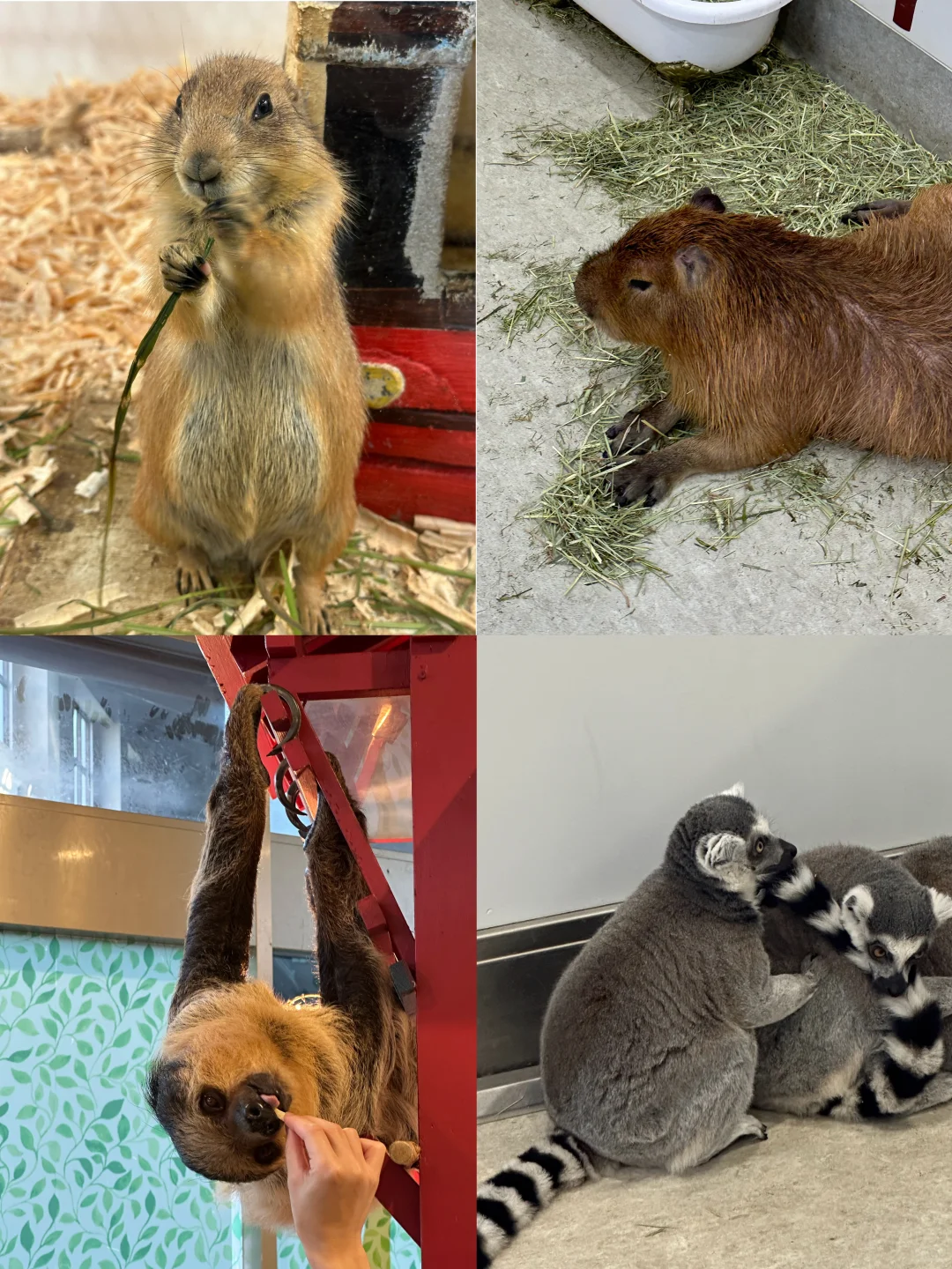 Indoor Animal Zoos in Tokyo Are a Must-Visit! So Adorable and Fun to Pet!