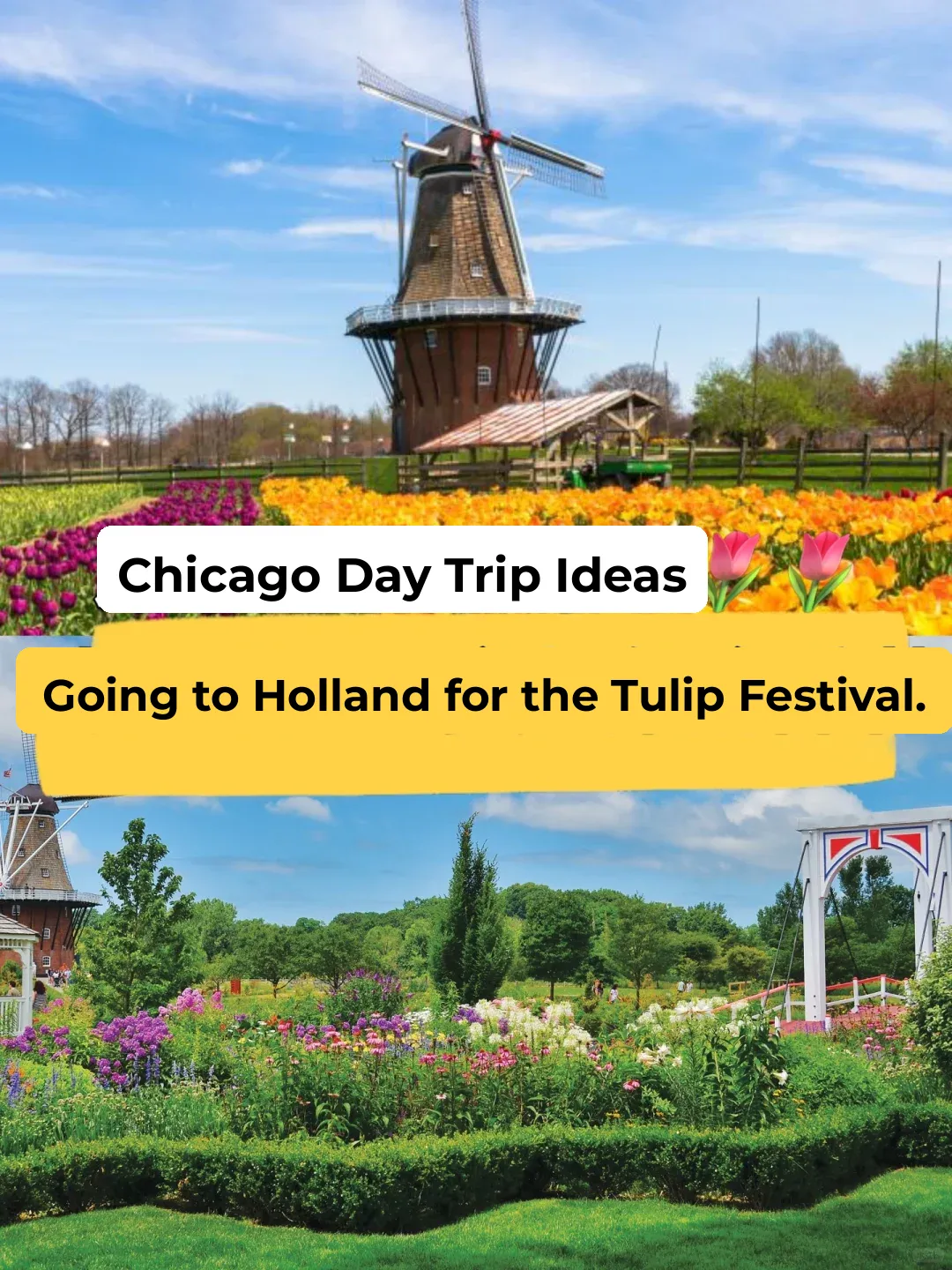 "Road Trip Around Chicago 🚗🌷🌷: Join the Tulip Festival in Holland"