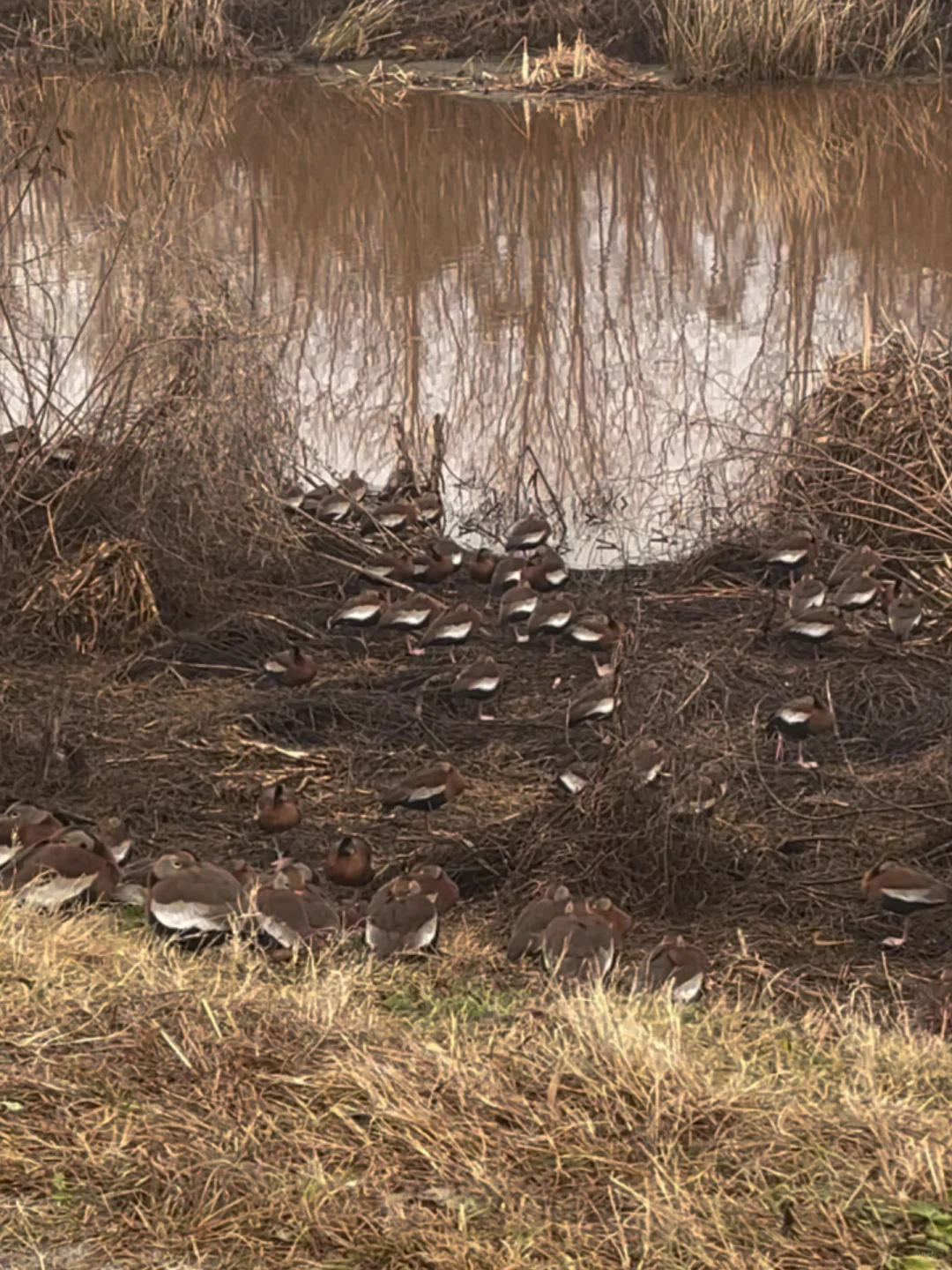 "Wildlife in the Outskirts of Savannah, Georgia"