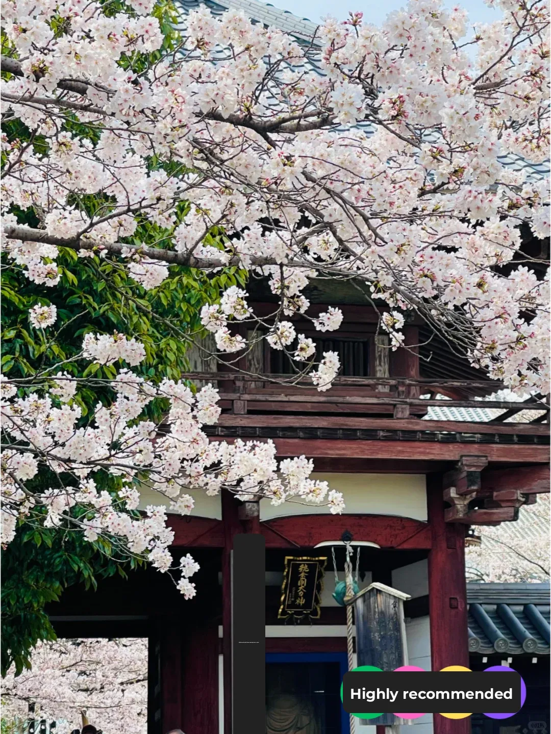 4/5 Kyoto Official Announcement: Cherry Blossom Spots Blooming Status Today