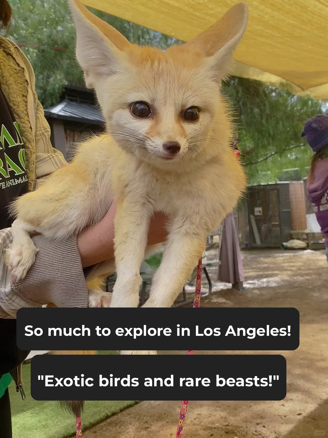 Top Wildlife Park in Northern LA! With Kangaroos 🦘
