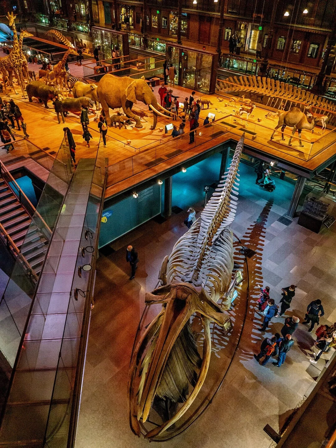 Paris Museum Hopping | Unveiling the Origins of Life on Earth from Hundreds of Millions of Years Ago