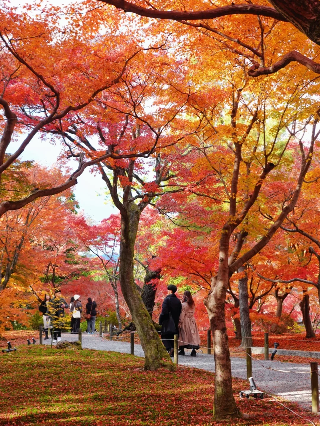 Leaf Peeping Season 🍁: Must-Visit Spots Before Leaving Kyoto!