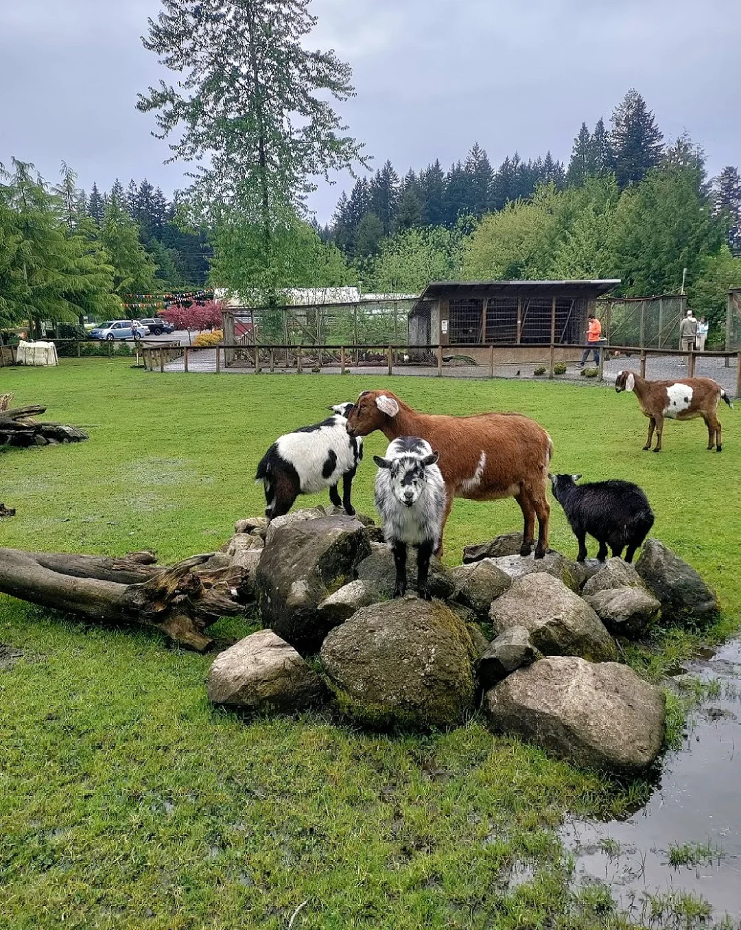 Seattle Kid-Friendly Outing | Free Flower World Zoo & Botanical Garden 🤩