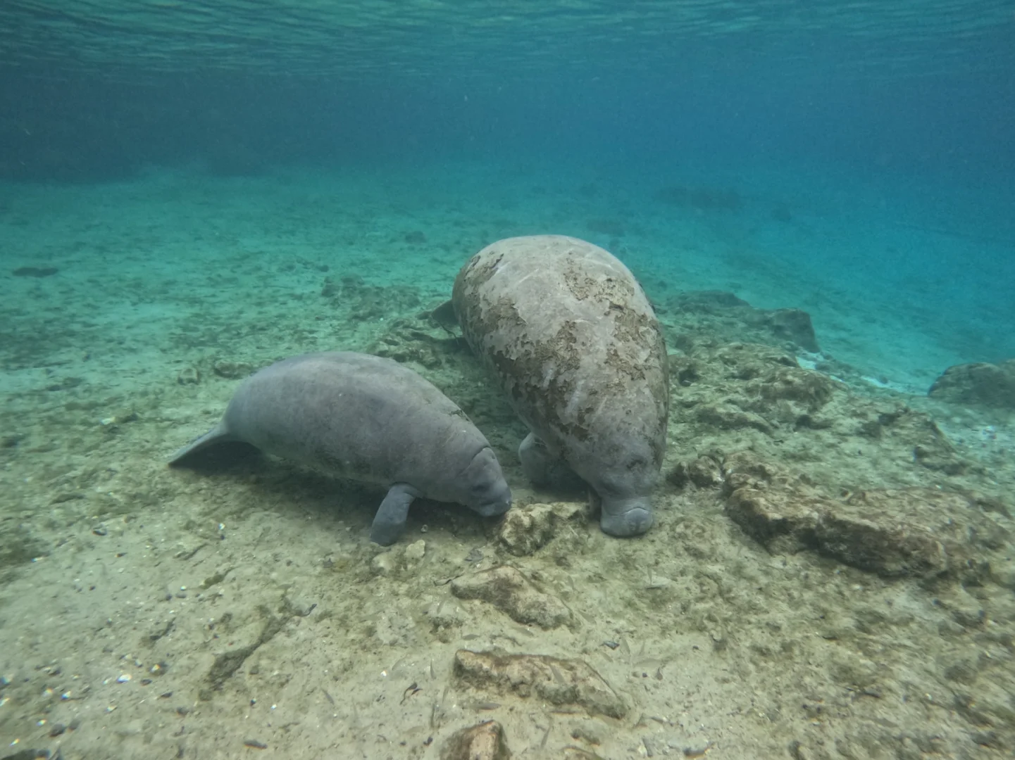Day 3 of My Tampa-Orlando Solo Trip 😝 Manatee Snorkeling Adventure
