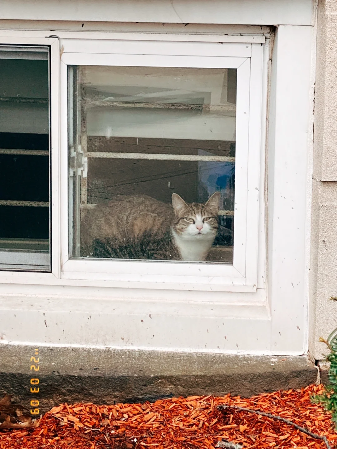 Snow in Boston, Sighs from the Chonky Cat 😮‍💨
