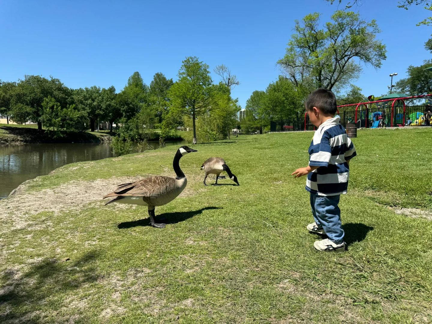 Dallas Free Family Fun Guide: Duck Feeding and Playground Adventures 🛝