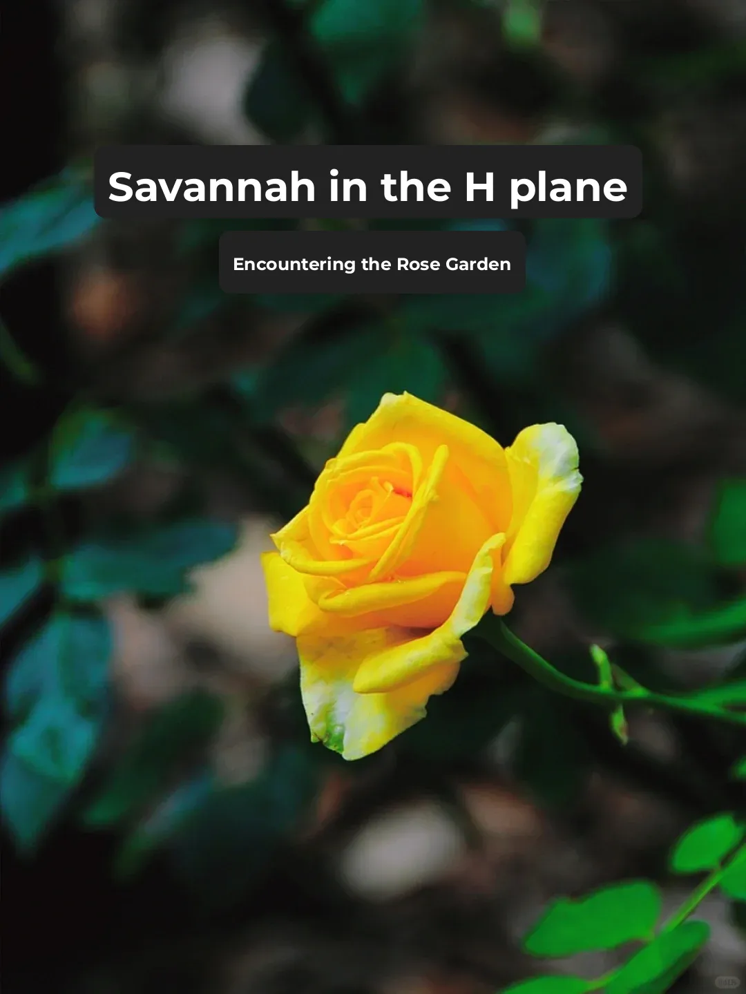 "Savannah Through the Lens, Part 10: A Serendipitous Encounter with the Rose Garden"