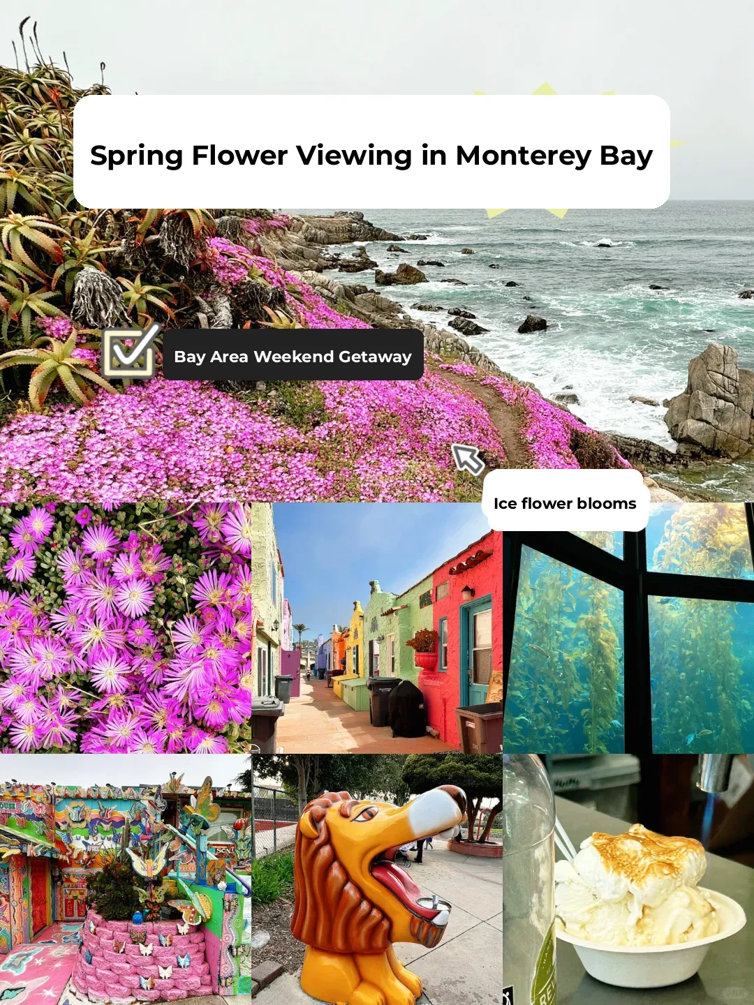 🌸 Family-Friendly Flower Viewing Trip in Monterey Pacific Grove, California