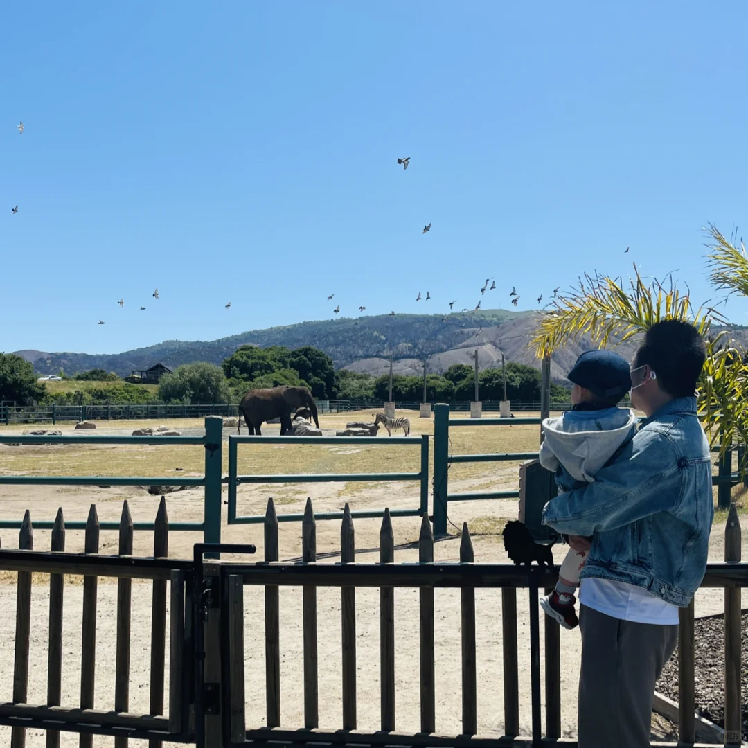Bay Area Safari | Monterey Zoo