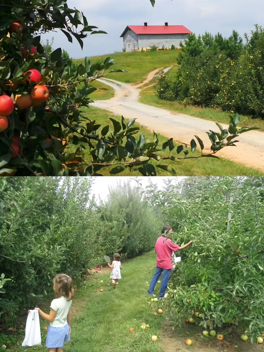 "Atlanta Apple Picking Guide is Here! 🍎"