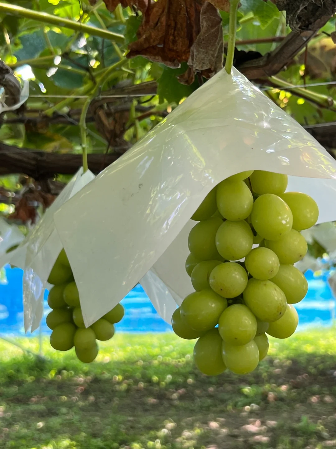 🇯🇵 Grape Picking in Yamanashi Prefecture 🍇