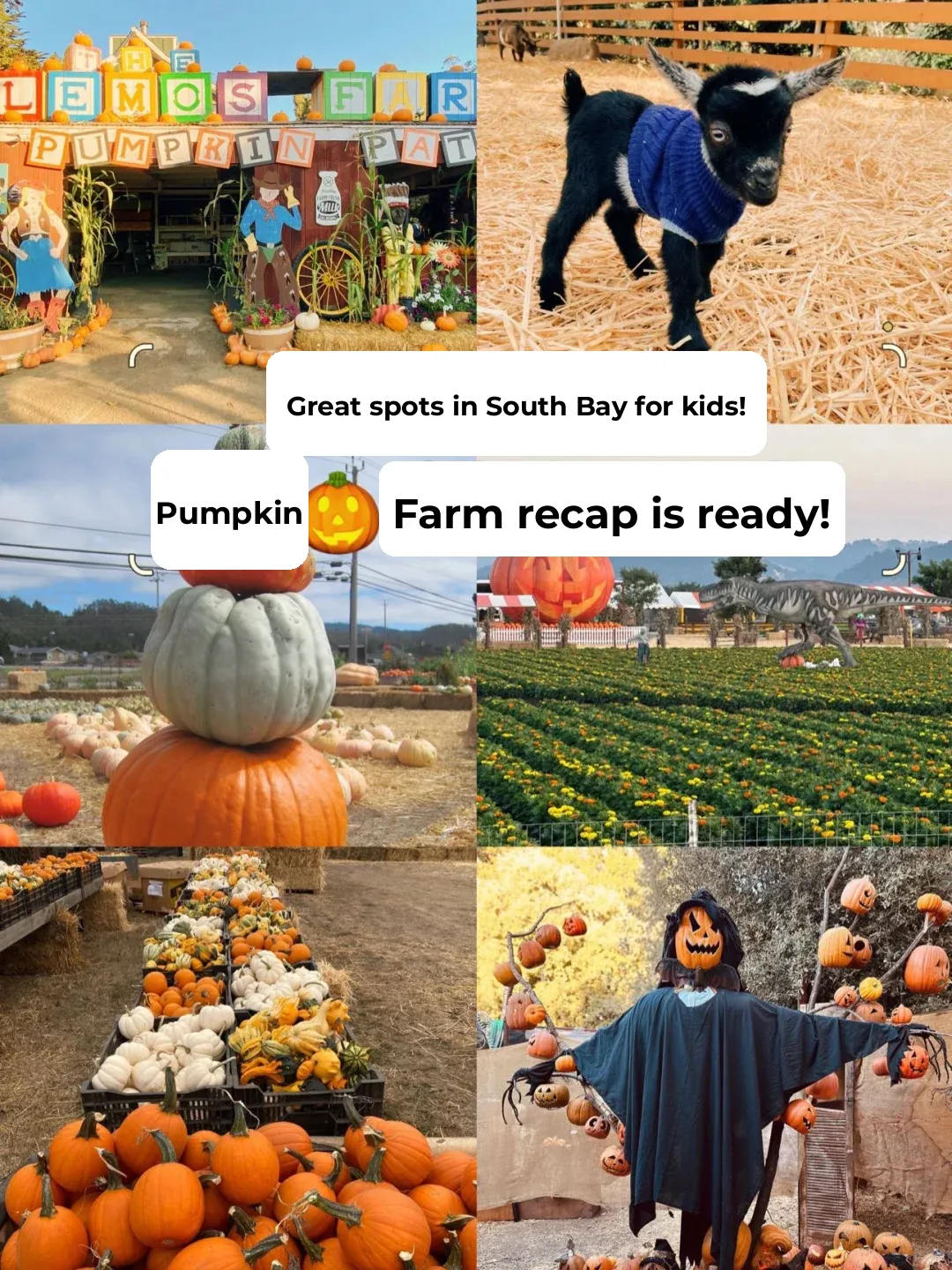 Top Spots for Family Fun in South Bay | Pumpkin Farm Roundup!