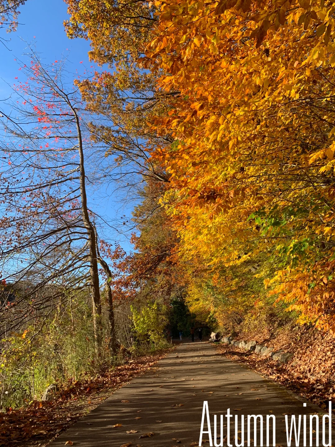 "No Weekend Sunshine Should Be Wasted ☀️, Oakland Lake"