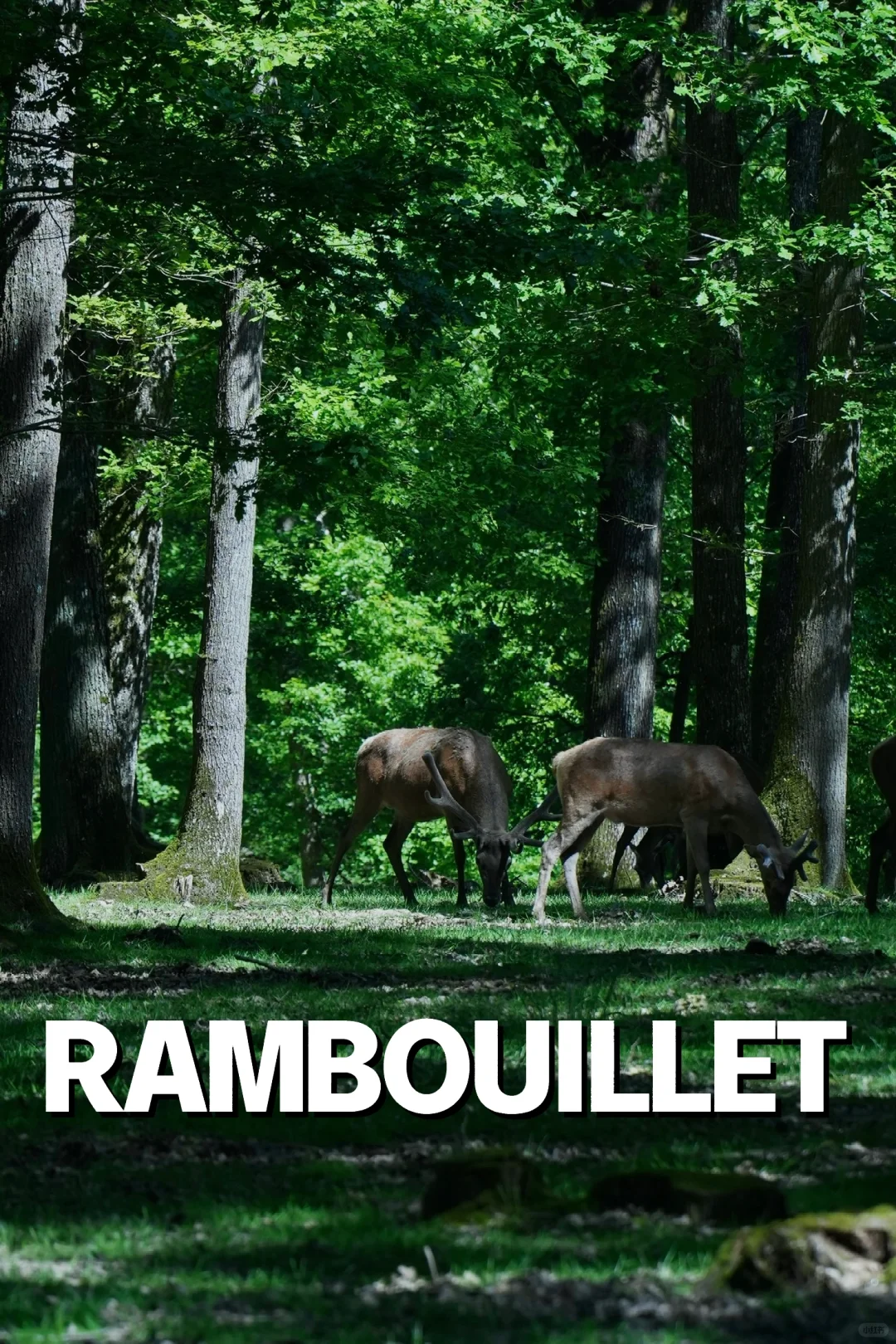 Around Paris | When the Forest is Deep, You'll See the Deer 🦌