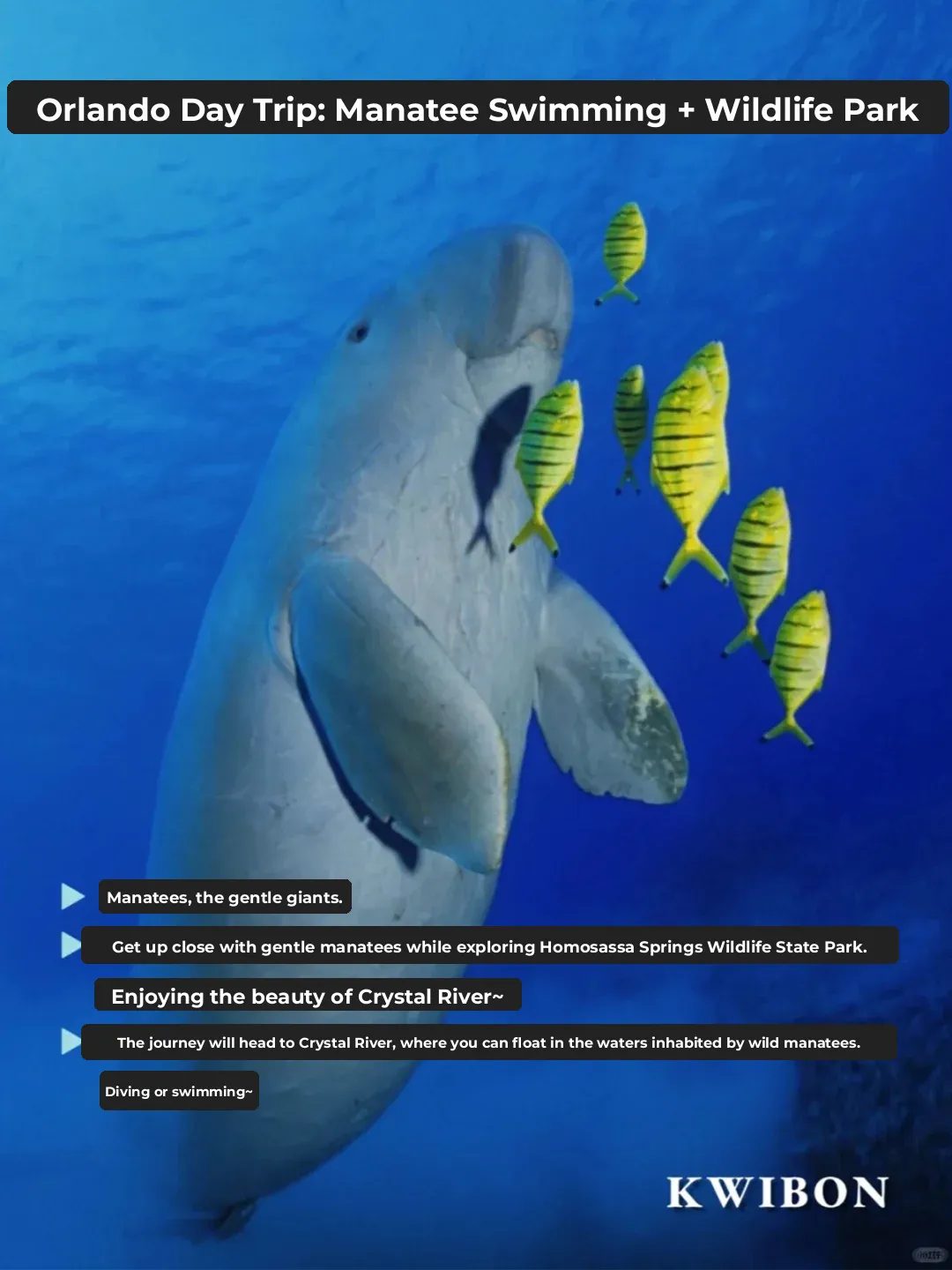 Orlando, USA｜Manatee Swim + Wildlife Park Day Trip