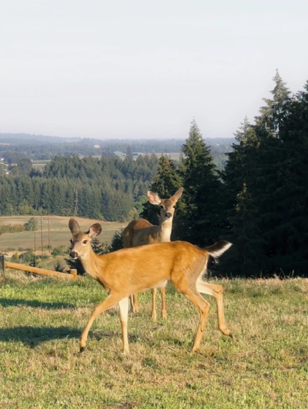 Portland Area ♥ A B&B Where You Can Have Breakfast with Deer