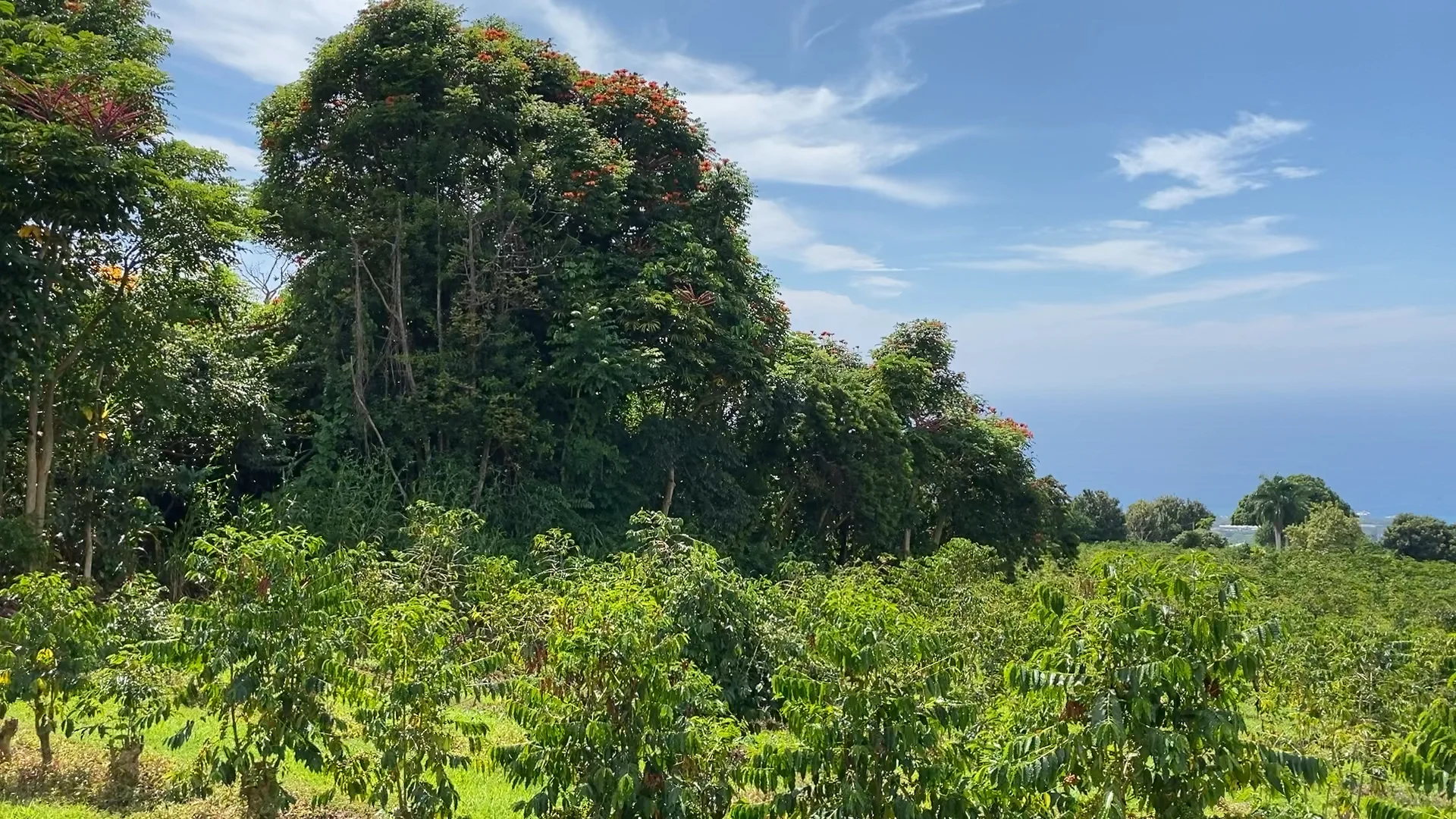 Kona Coffee Plantation in Hawaii