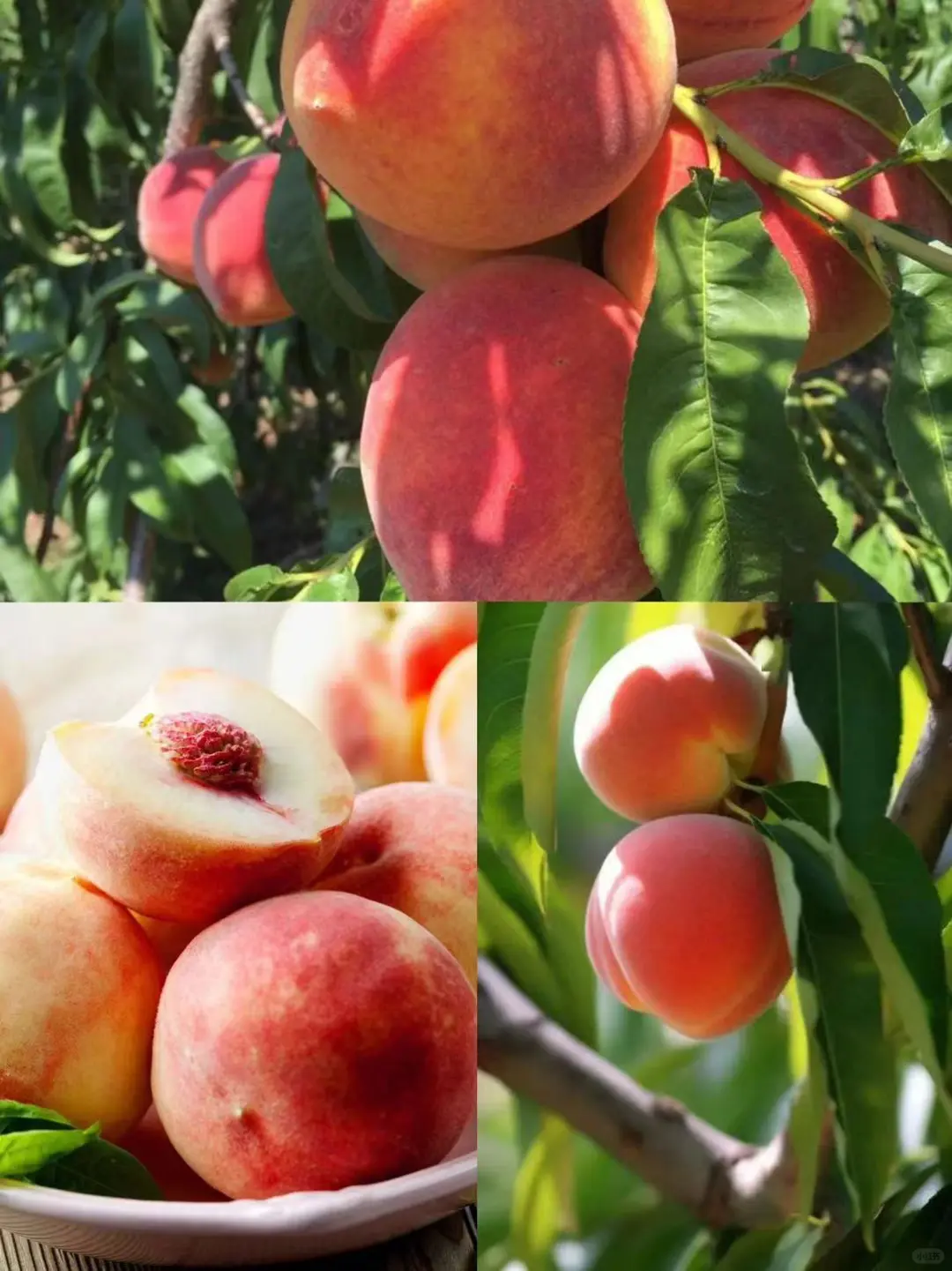 Peach Picking in Atlanta! 🍑🫰🏻