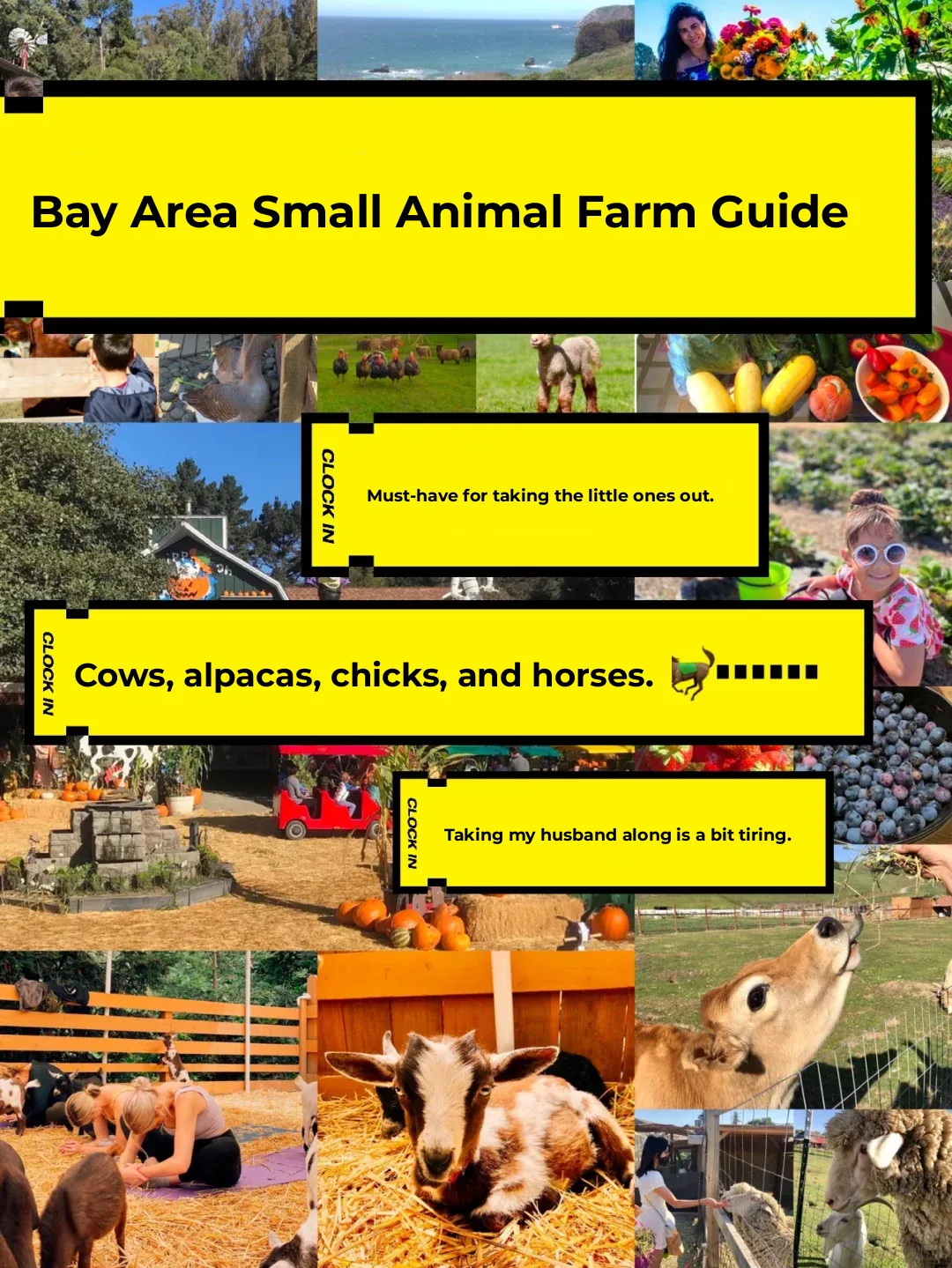 Bay Area 📍 Bringing the Kids to Cuddle the Sheep 🐑 Hidden Gem Farms Collection