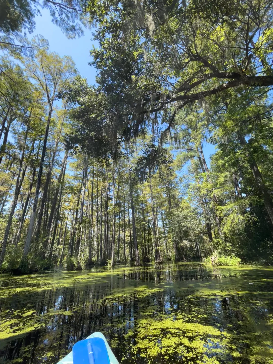 Boating in the swamp from "The Notebook" 🥳