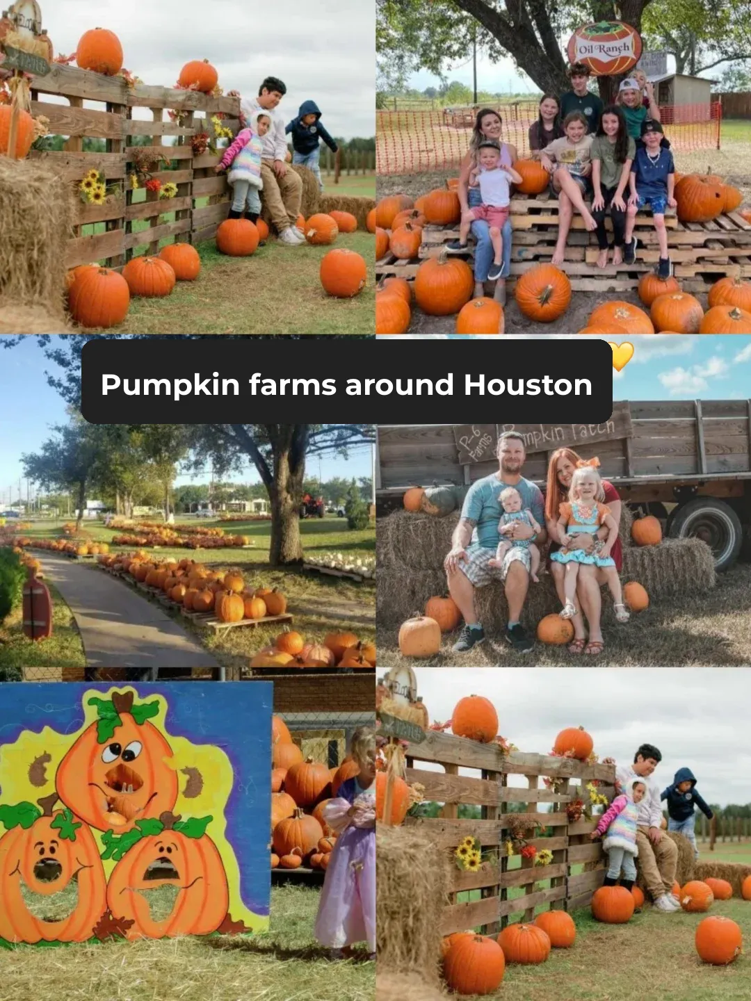 🎃 Houston Pumpkin Farm