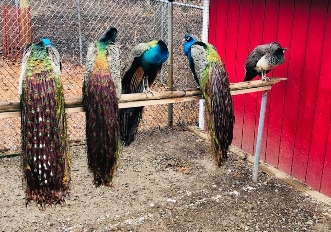 New York | Fun and Free - The Wildlife Park