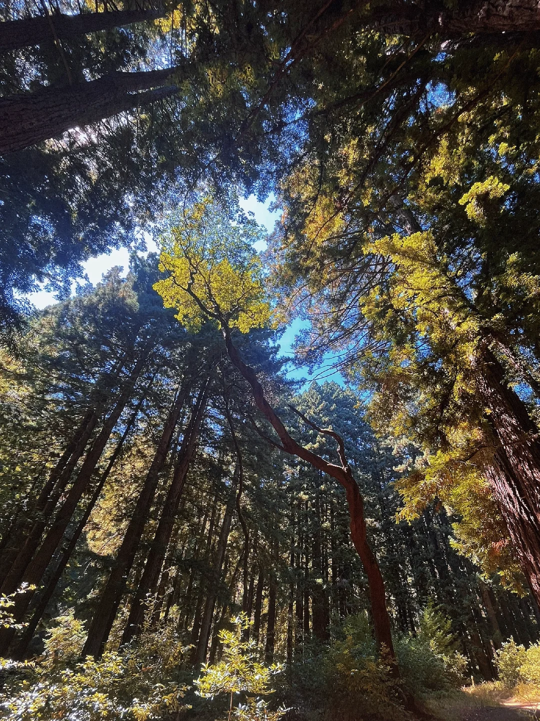 Wunderlich Park Forest Oasis | Bay Area Hiking Guide