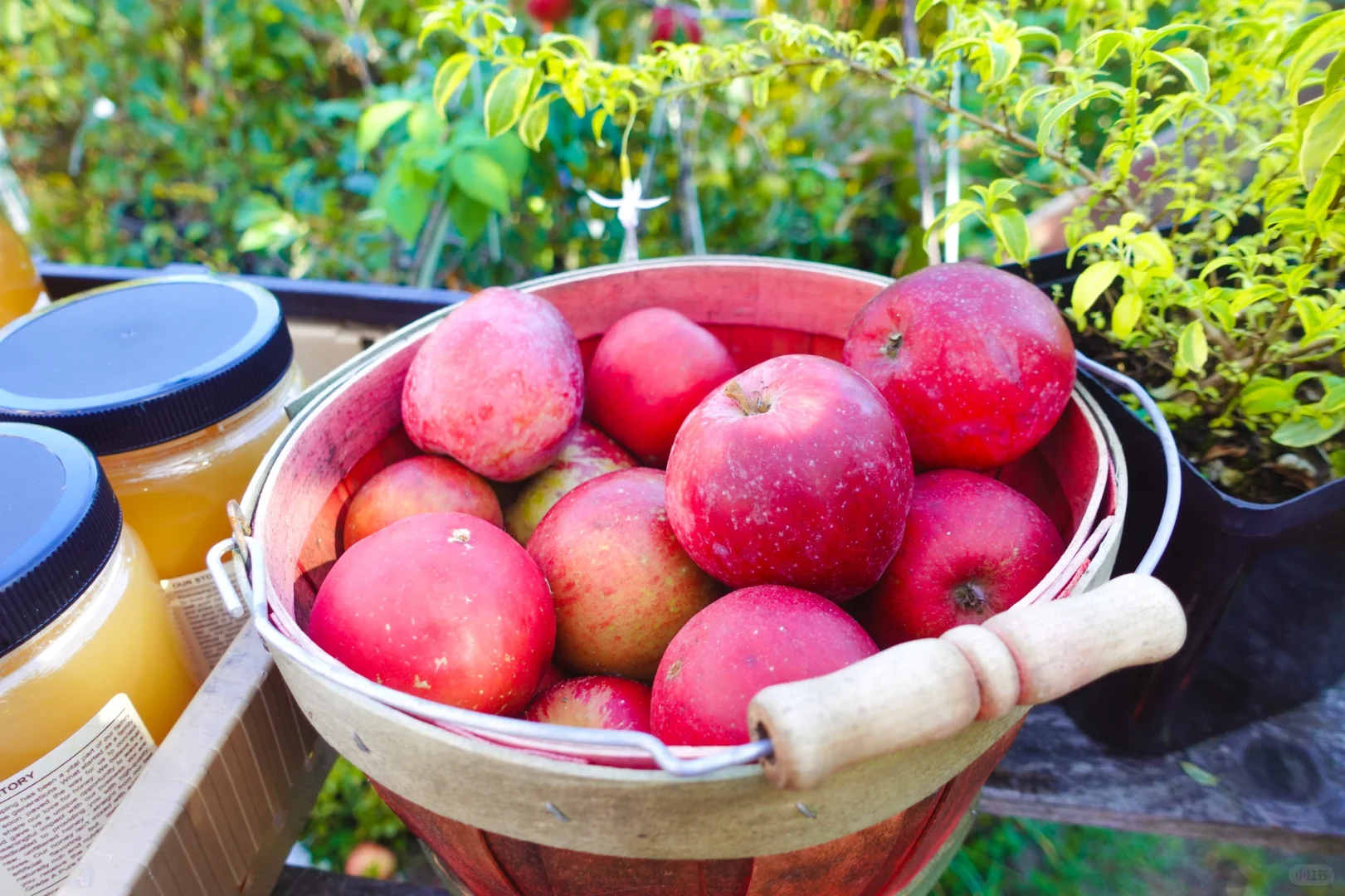 Apple Picking Weekend Adventure in Seattle