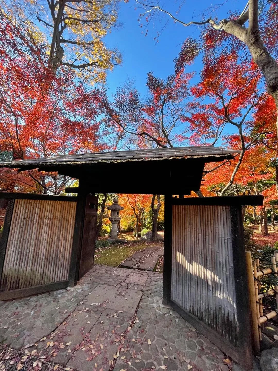 8th Year Strolling in Daikanyama: Hidden Gem Garden