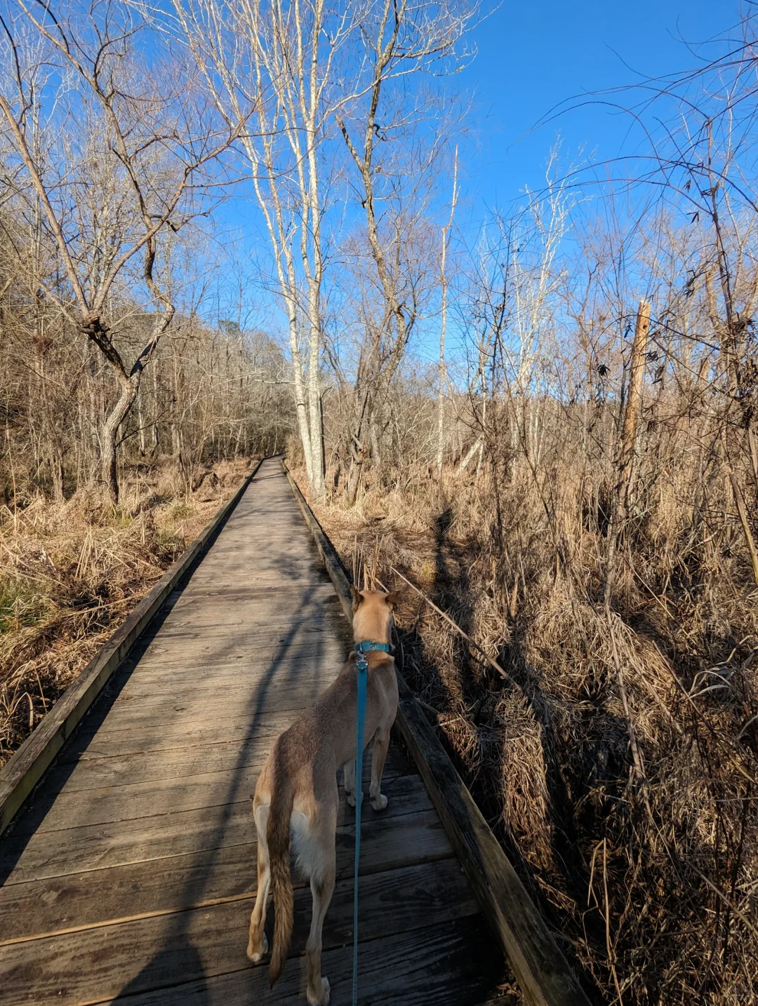 8-Mile Hiking Trail in Atlanta's West Suburbs 🐶😅