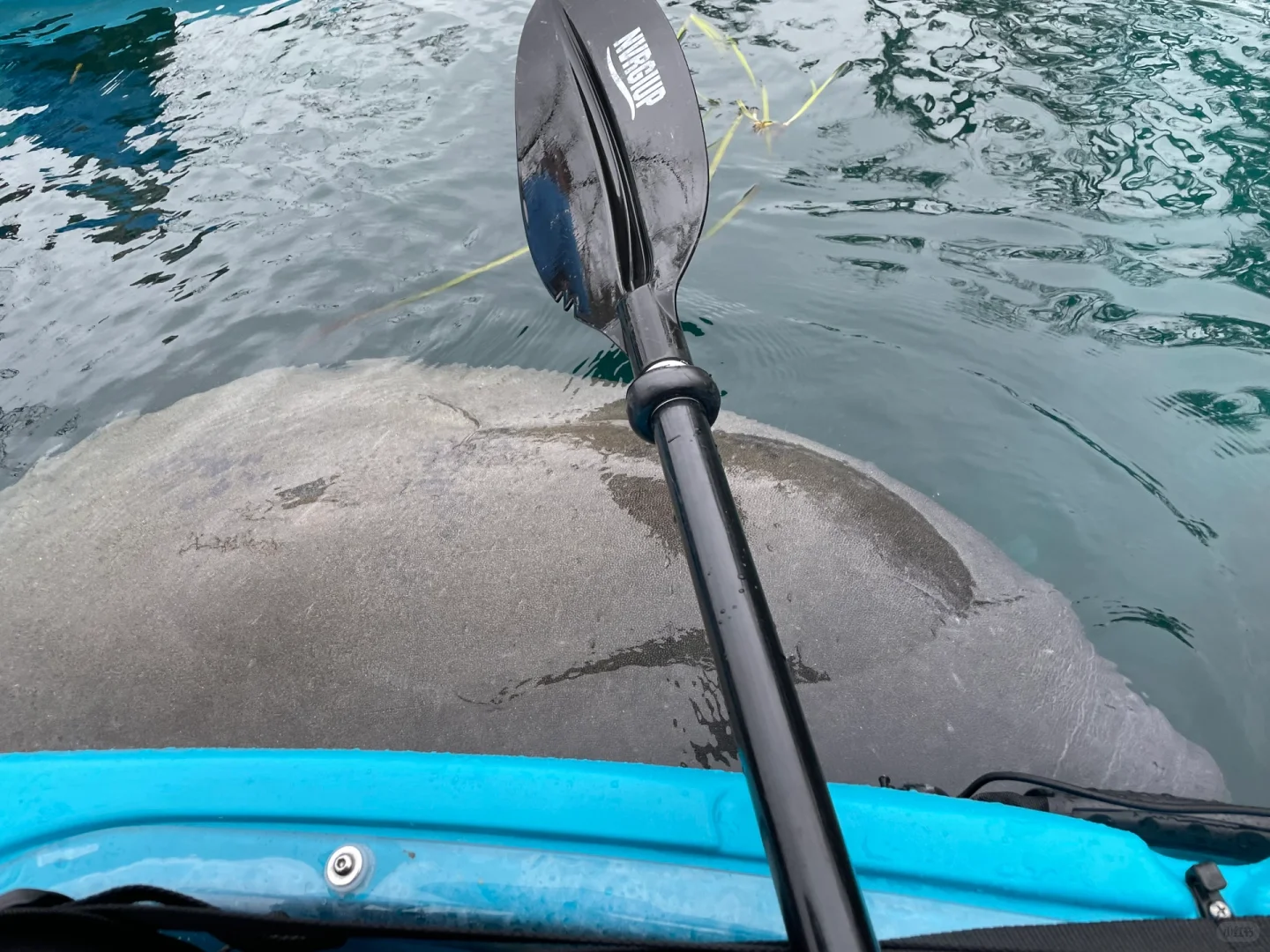 Spring Break💕｜Orlando Beyond Universal Studios: Manatees and Airboats Await! 🥰