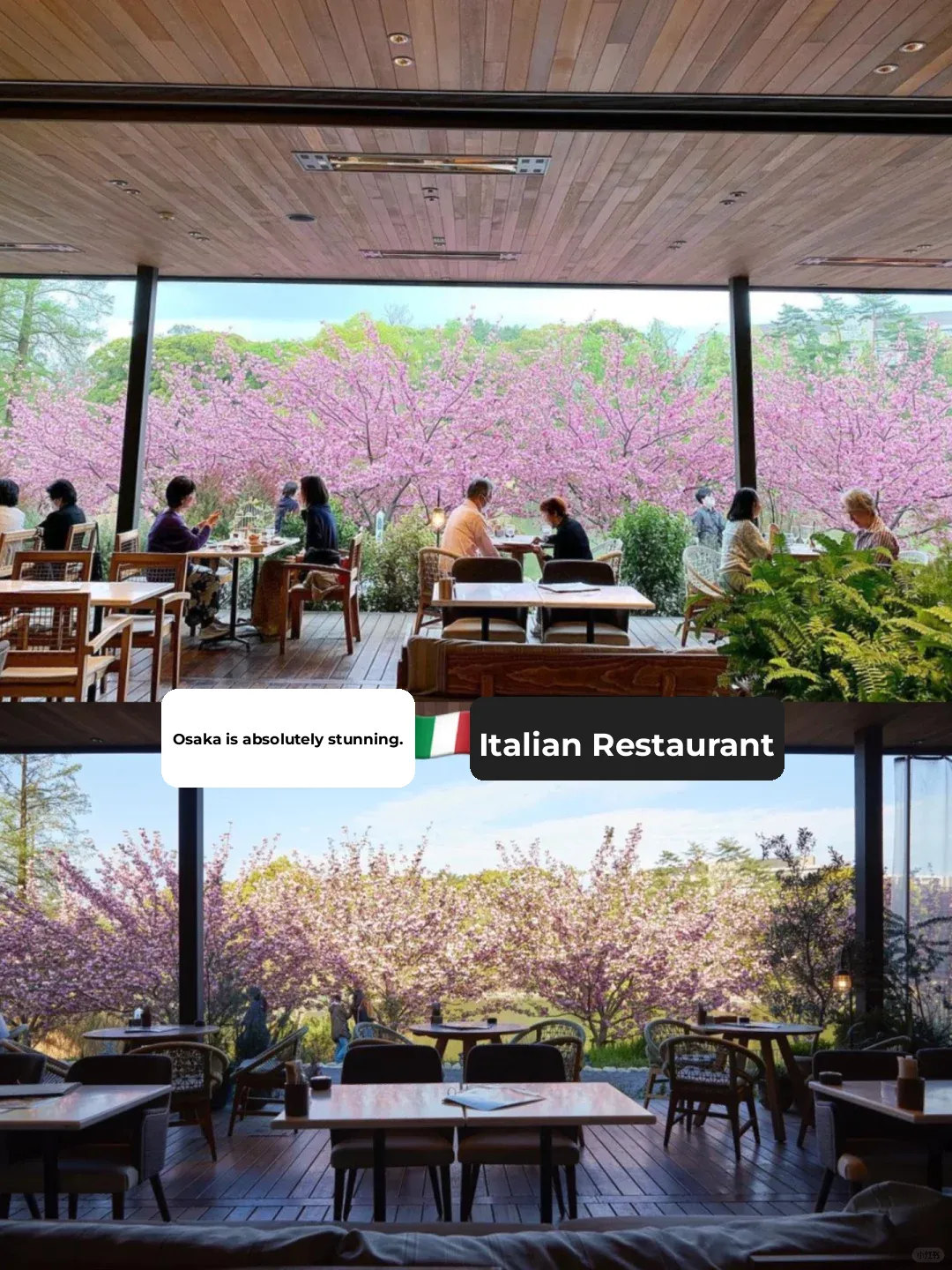 Osaka Food Hunt | Italian Restaurant 🇮🇹 Bird Tree