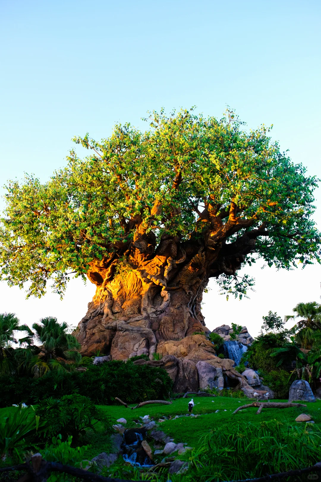 Orlando Disney | A Type J Traveler's Adventure in Animal Kingdom