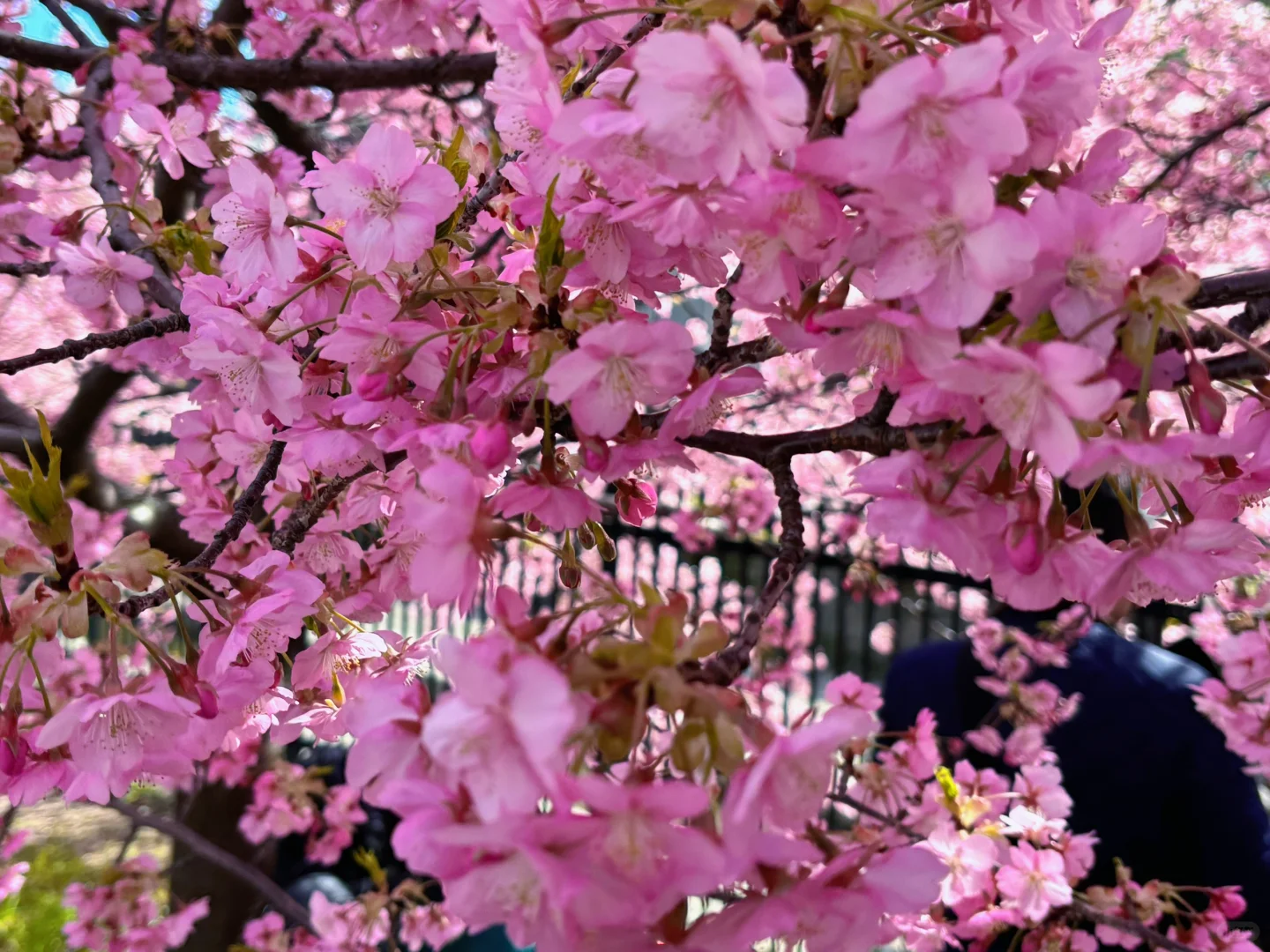 Weekend Chill Vibes ❤️ Early Cherry Blossoms