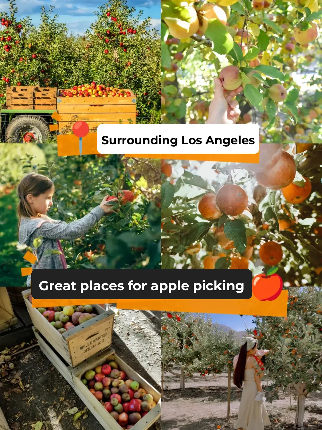 Top Apple Picking Spots Near LA 🍎
