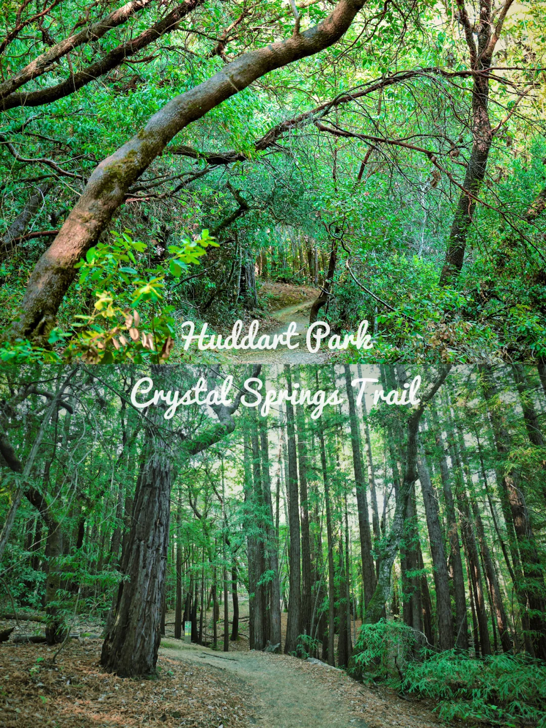 Bay Area Shade Hiking Park Recommendation - Huddart Park