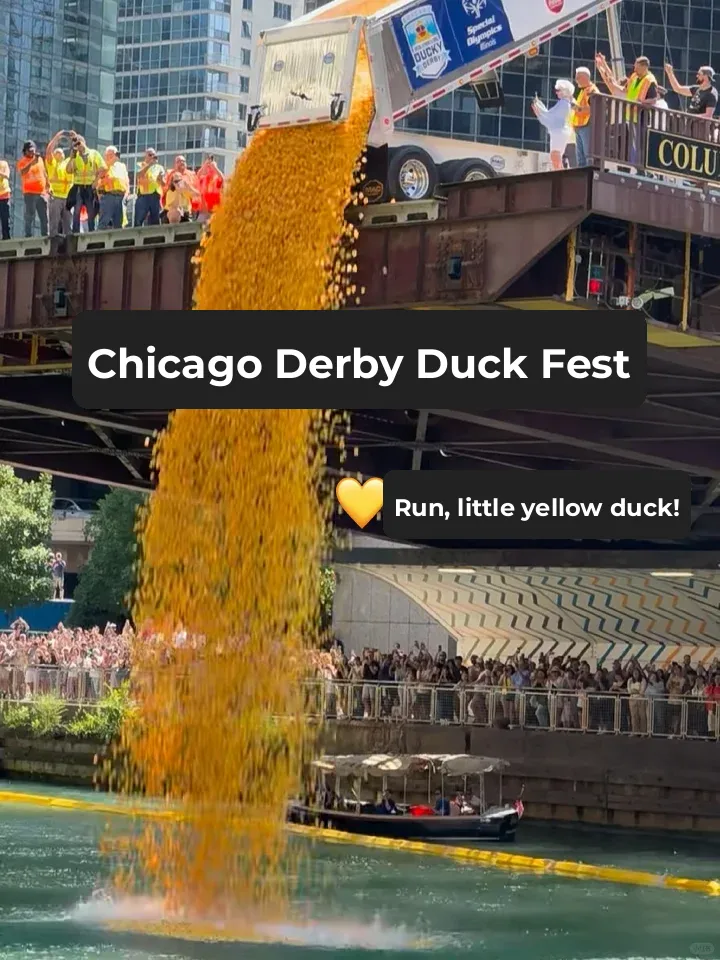 Chicago Duck Derby Festival | The Full Process of the Little Yellow Ducks Taking the Plunge! 💛