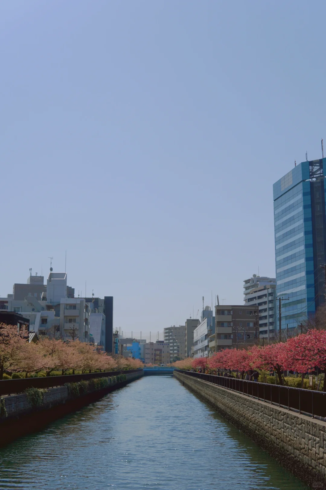 Tokyo Sakura | Kiba Station Ookagawa Promenade