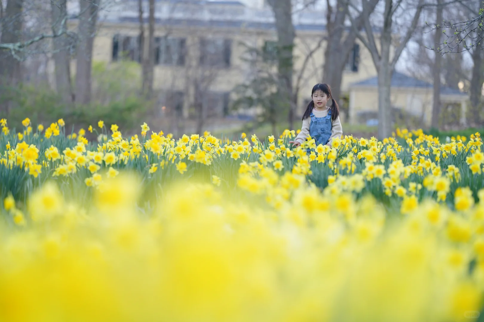 Boston's Quincy Mini Park: Capturing the Beauty of Daffodils in Photos
