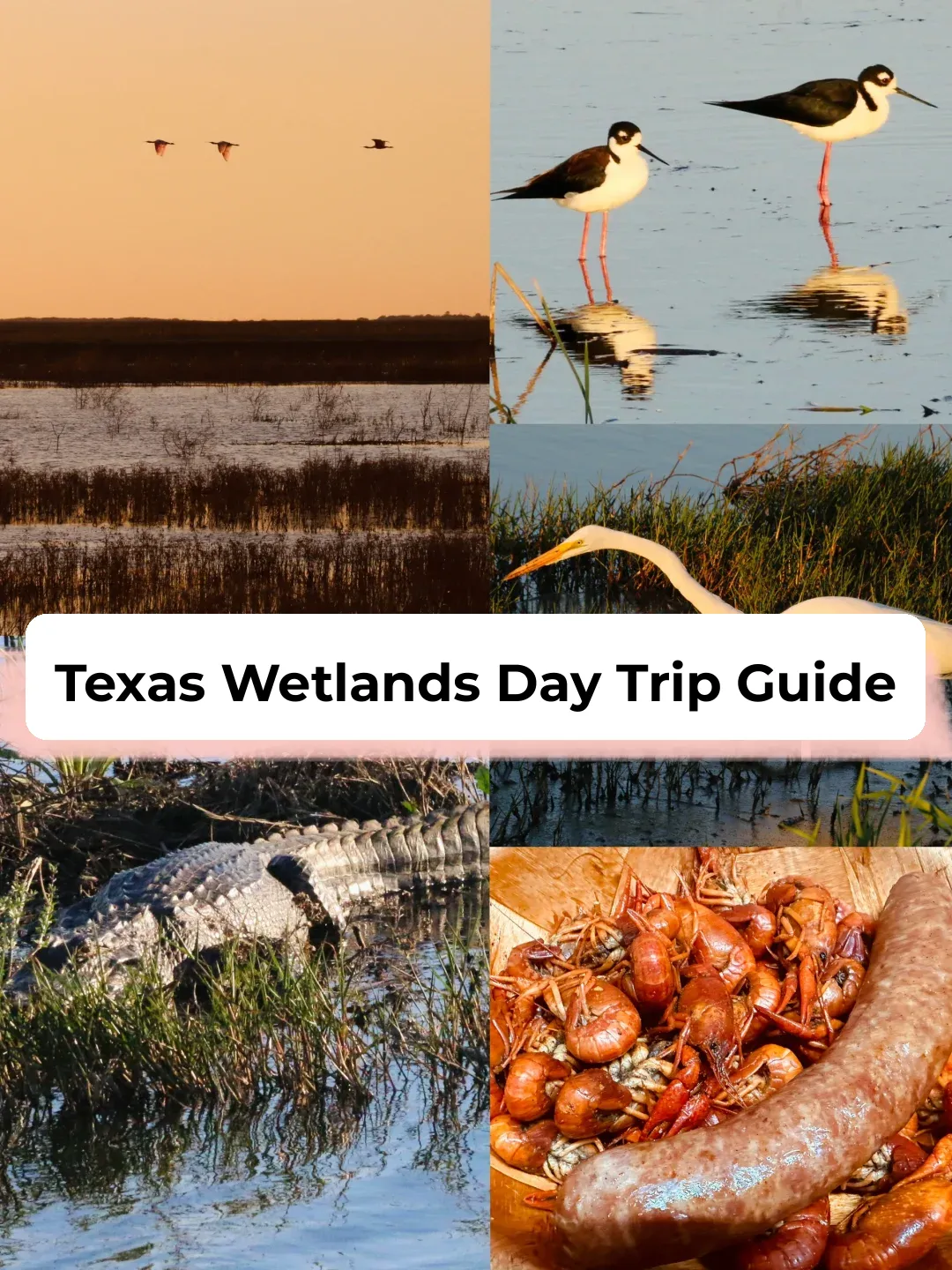 One-Day Trip to Texas 🦩 Spring Outing at Wetland Park: Wildlife Sightings 🐊 & Crayfish Feast