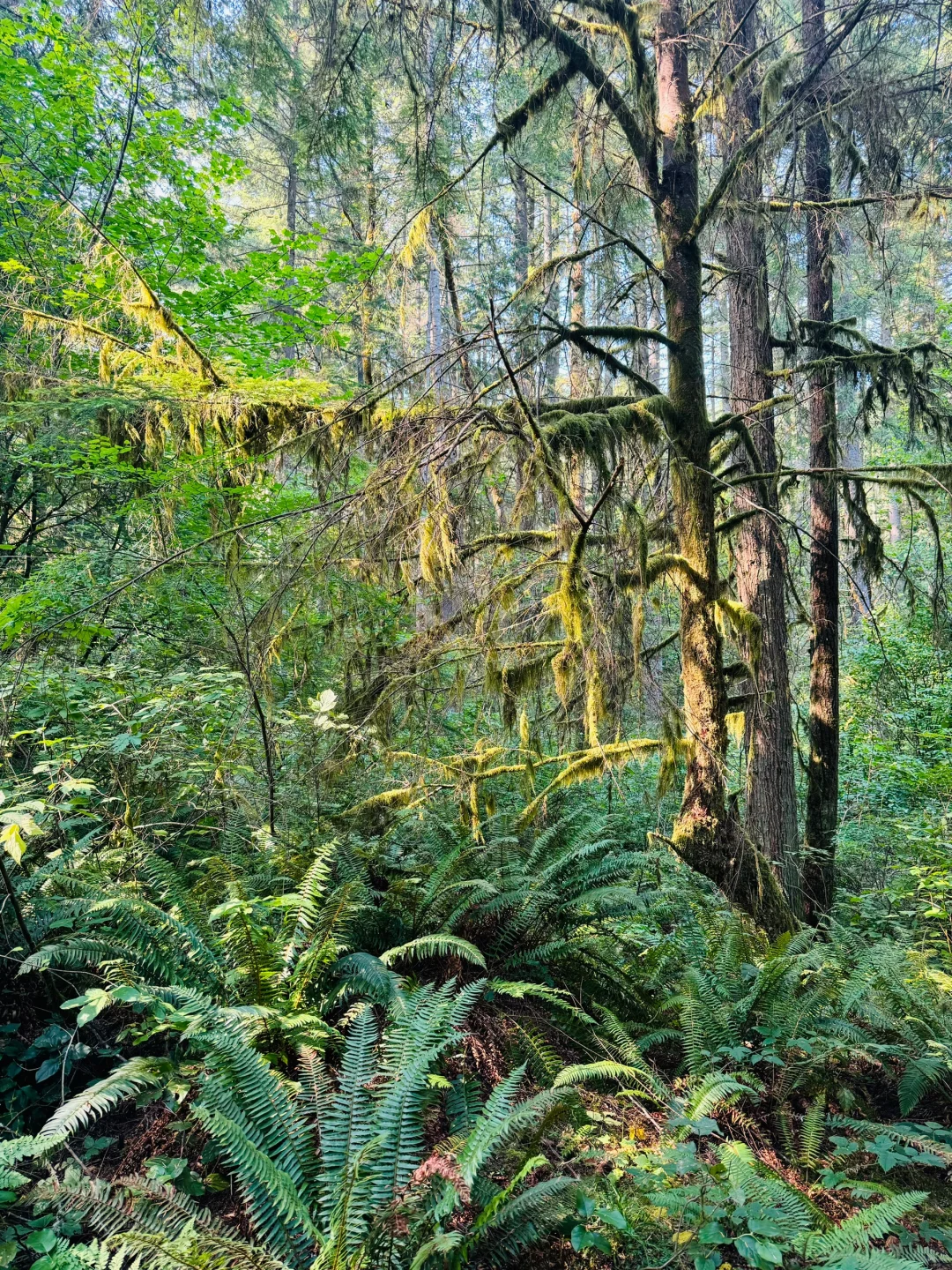 Seattle Family Outing | Hidden Hiking Trail in Woodinville