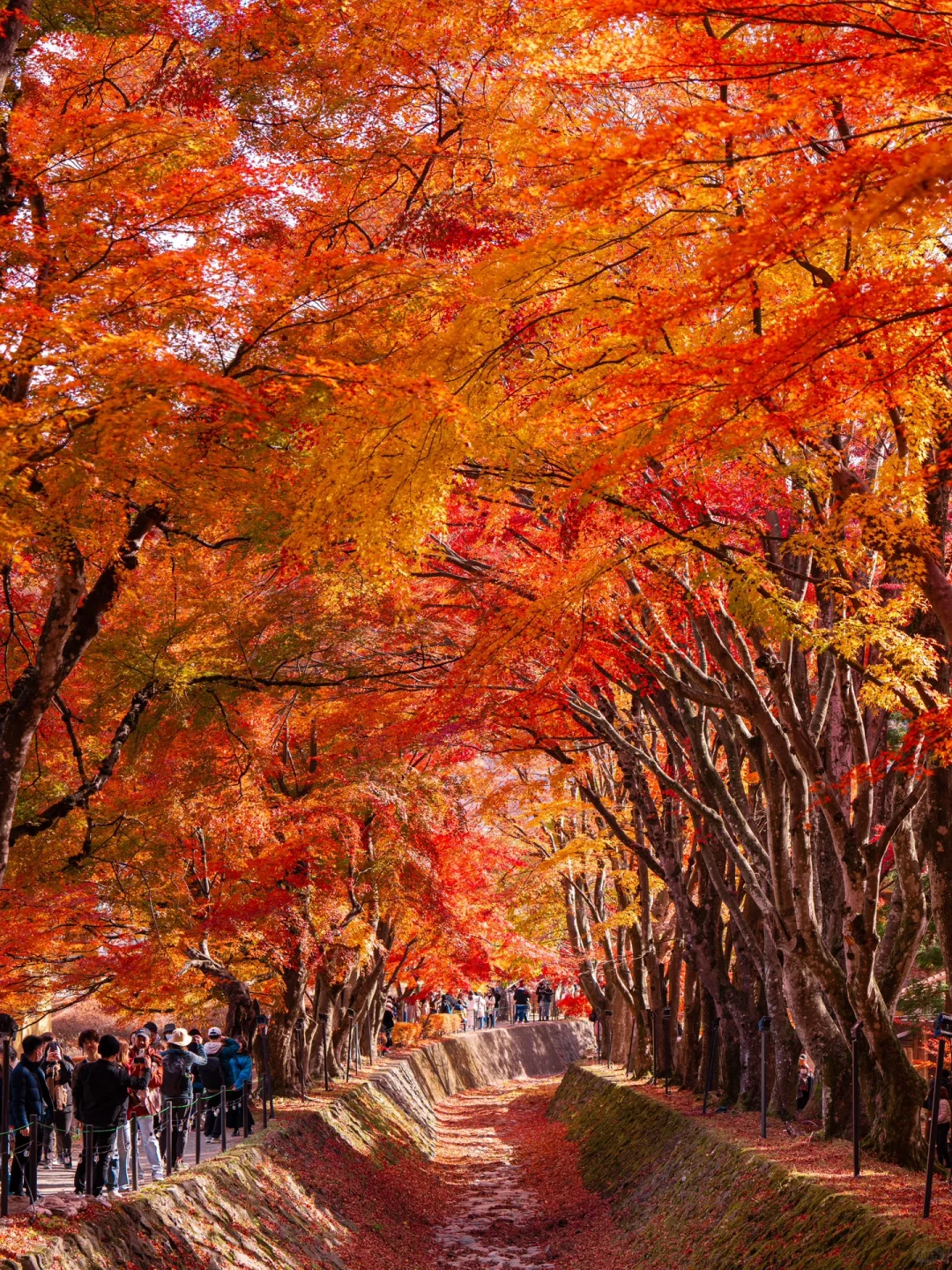 What a pity if you miss the autumn foliage season at Mount Fuji! 🍁❗️❗️